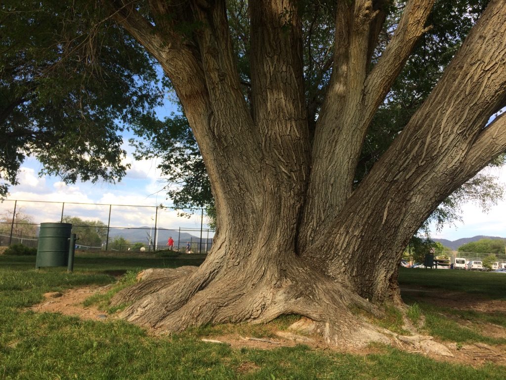 2019 I-Tree Analysis Report: Santa Fe Public Spaces Tree Inventory