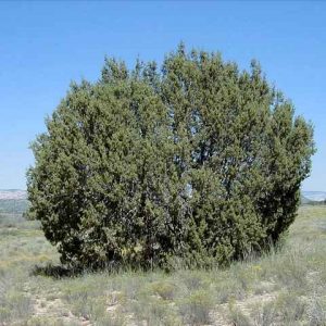 2019 Santa Fe Tree Inventory List